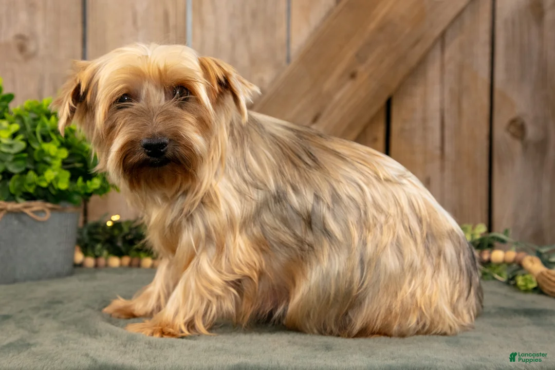 Yorkshire Terrier dogs for sale: Freedom - Ad 4