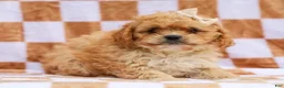 Cavapoo dogs for sale: Reena Cavapoo Pup - Ad 3