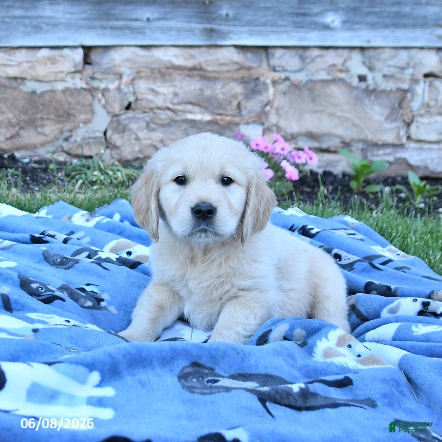 Golden Retriever dogs Blizzard - Ad 1