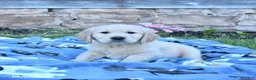 Golden Retriever dogs for sale: Blizzard - Ad 1