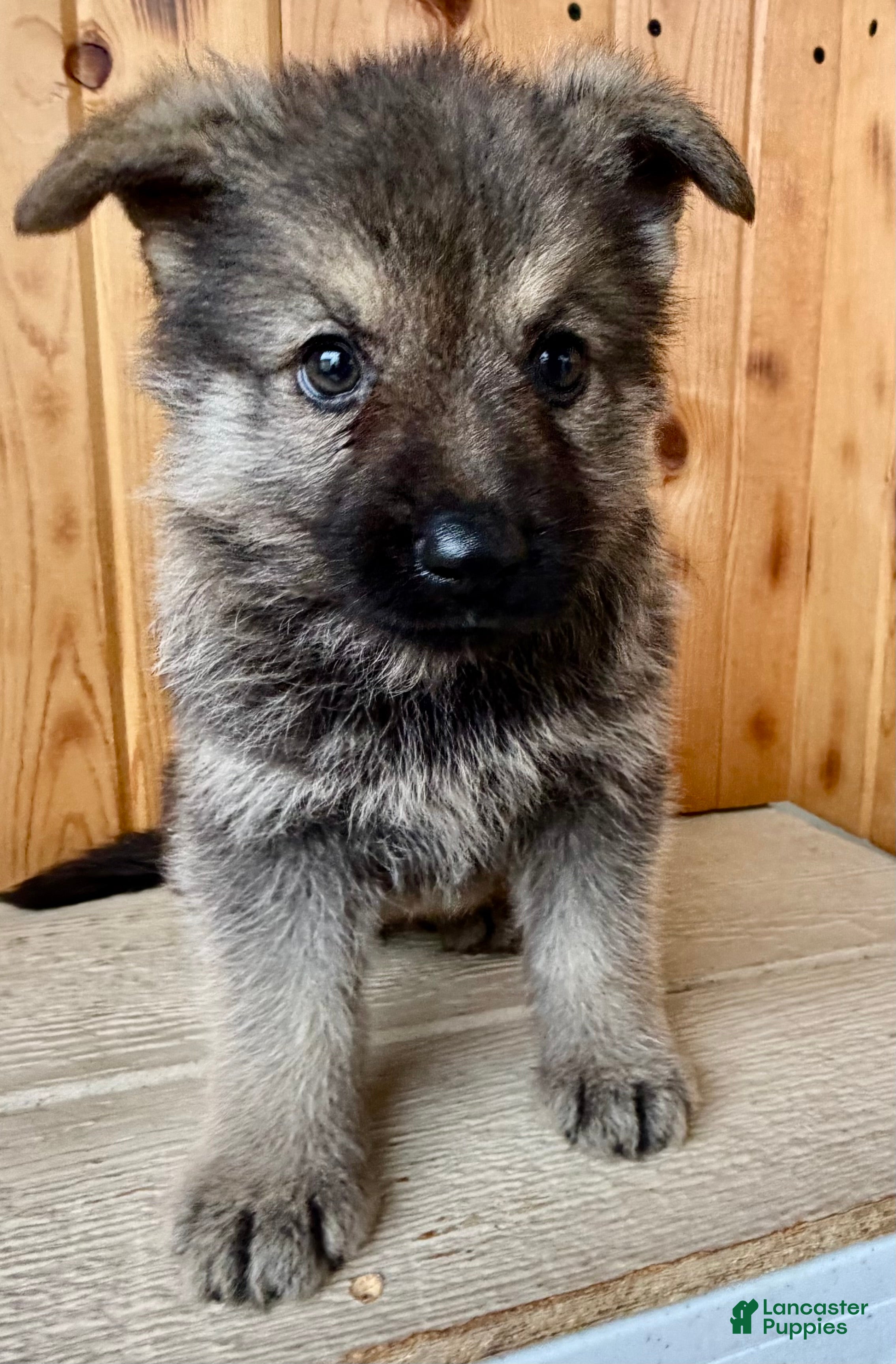 Mixed Breed dogs Mini Fenn  - Ad 2