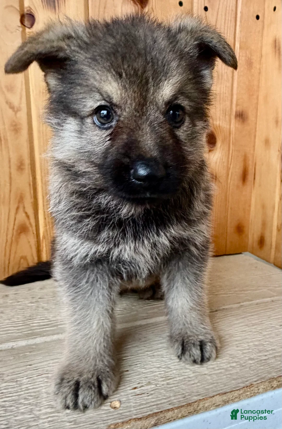 Mixed Breed dogs for sale: Mini Fenn  - Ad 2