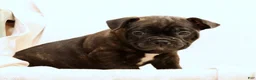 Frenchton dogs for sale: Jip - Ad 7