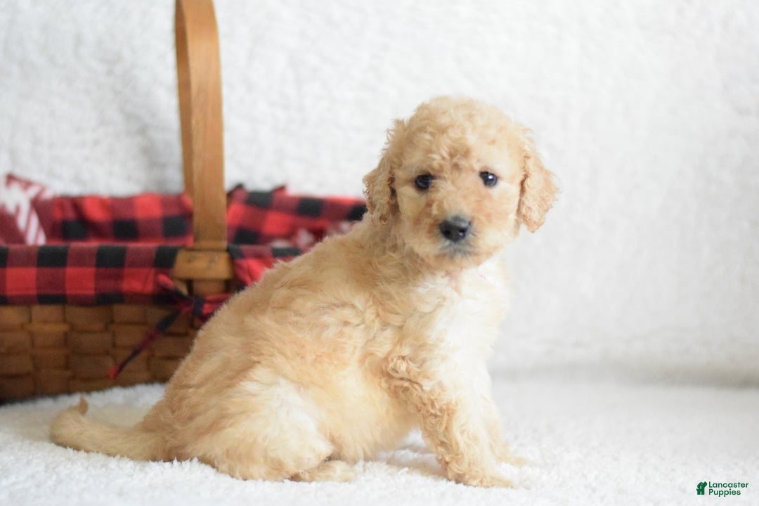 Goldendoodle dogs for sale: Goldendoodle Puppy 1 - Ad 13