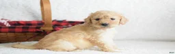 Goldendoodle dogs for sale: Goldendoodle Puppy 8 - Ad 12