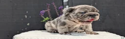 French Bulldog dogs for sale: Ziggy - Ad 3