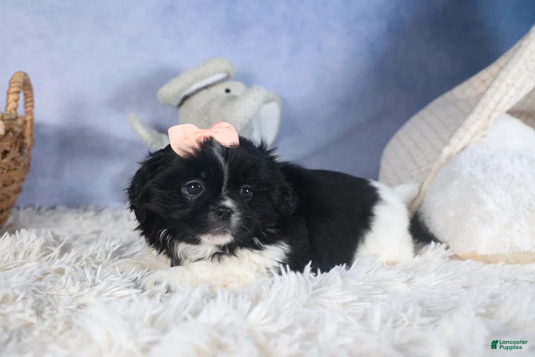 Shih Tzu dogs for sale: JESSIE - Ad 8