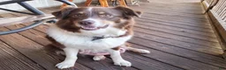 Australian Shepherd dogs for sale: Lucy - Ad 6