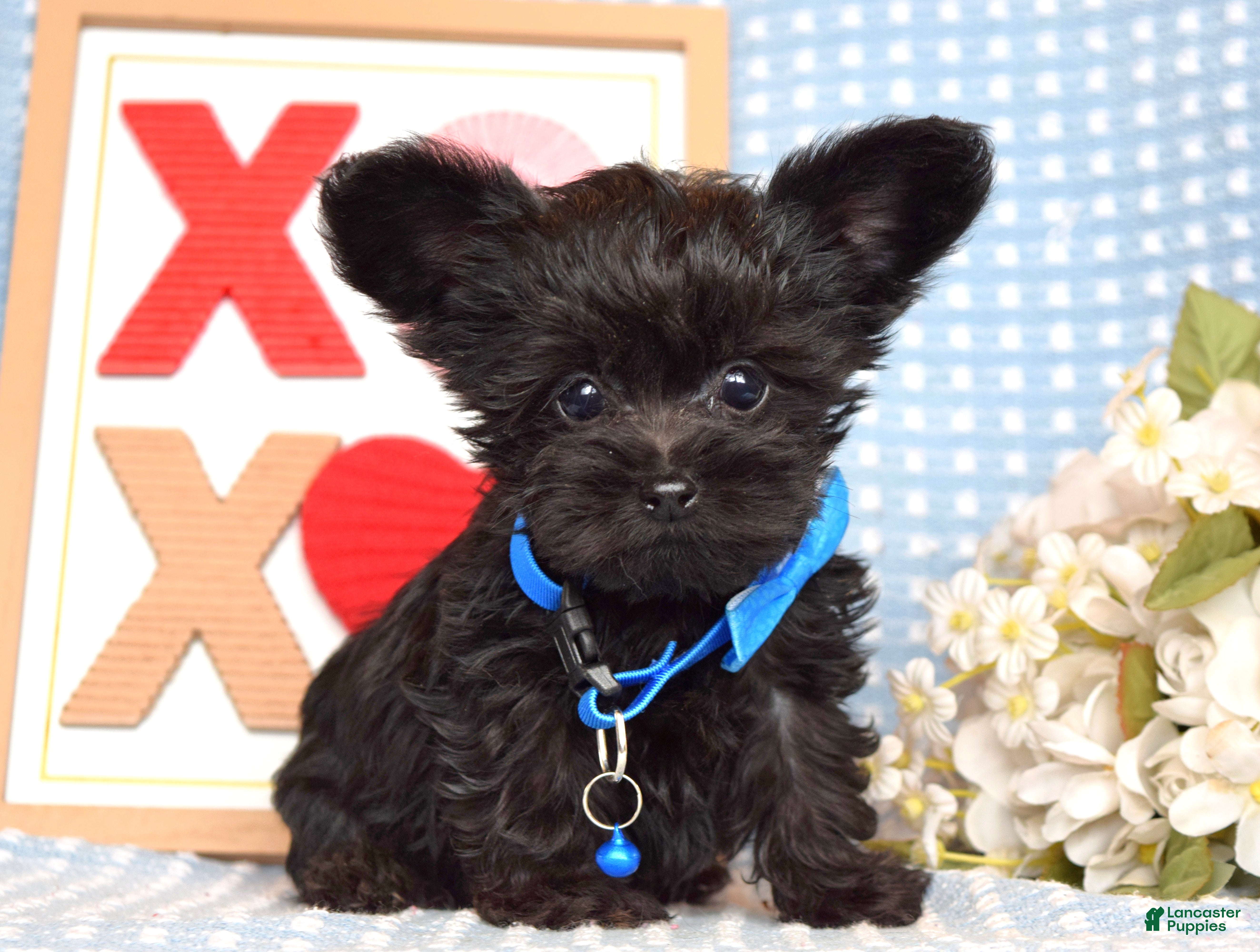 Yorkiepoo dogs Lucas - Ad 2