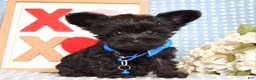 Yorkiepoo dogs for sale: Lucas - Ad 2
