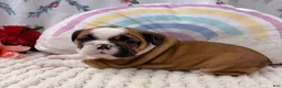 English Bulldog dogs for sale: Laina  - Ad 4