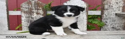 Border Collie dogs for sale: Dakota - Ad 3