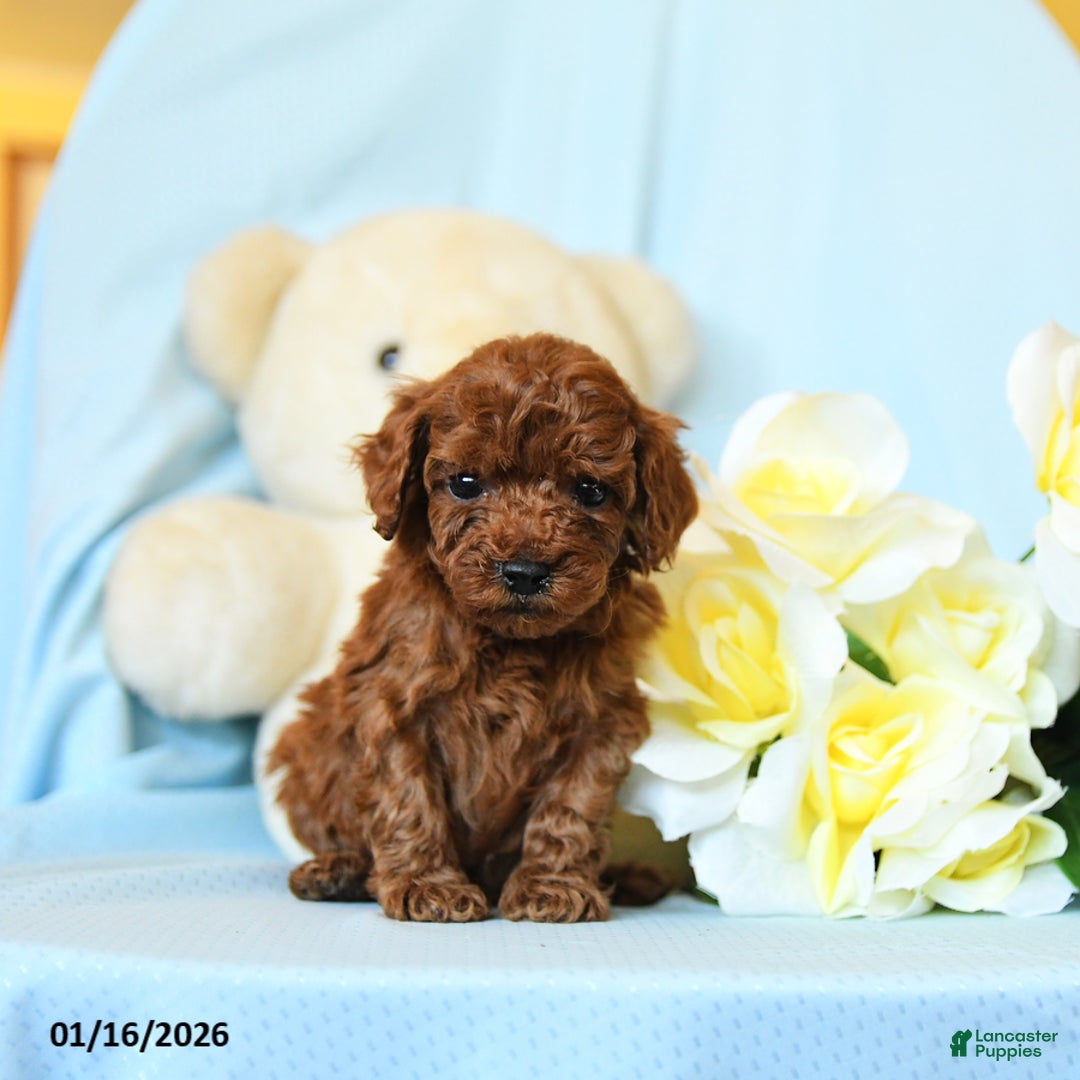 Toy Poodle dogs for sale: Wendy - Ad 5