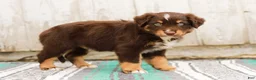 Australian Shepherd dogs for sale: Travis - Ad 6