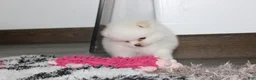 Pomeranian dogs for sale: Reese - Ad 12