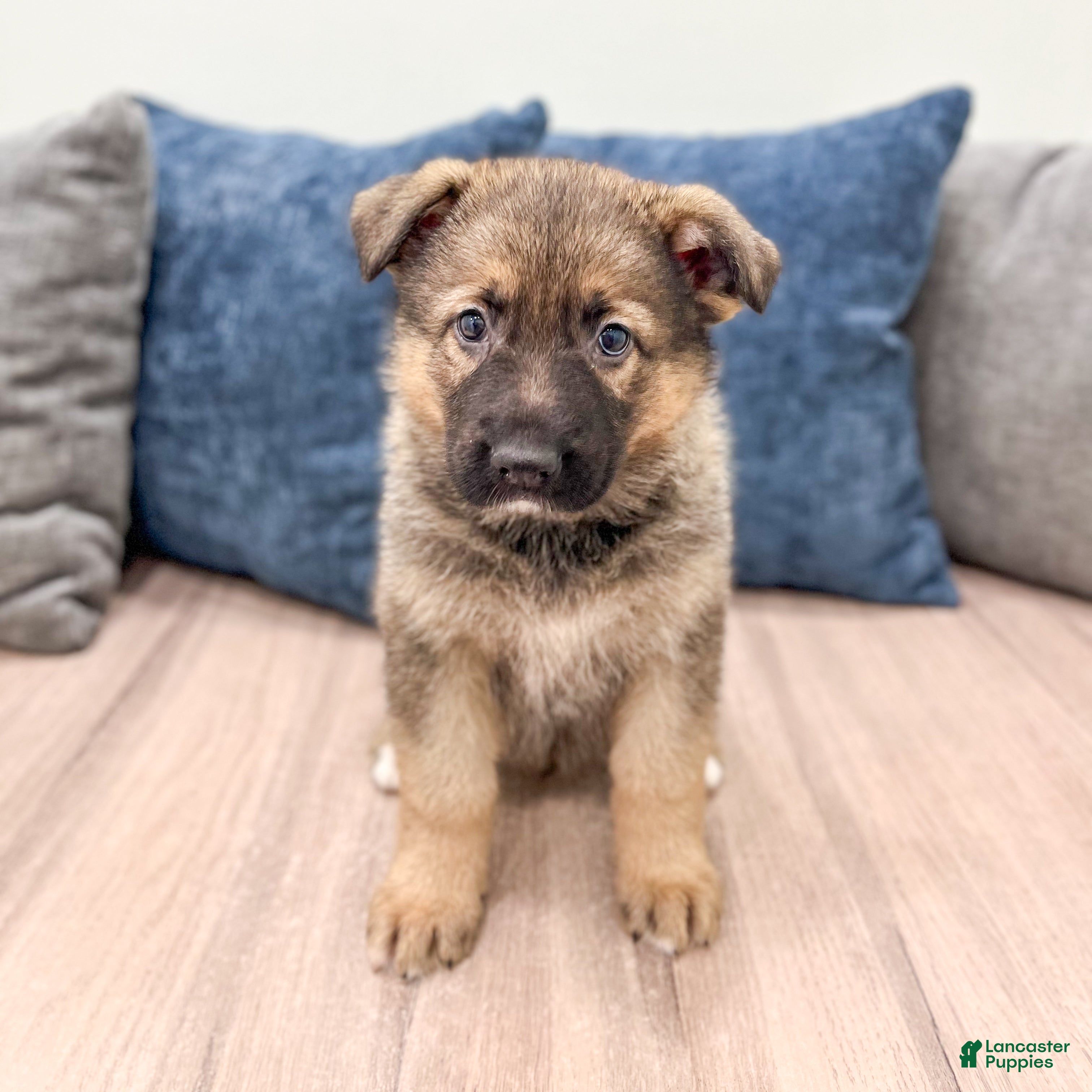 German Shepherd dogs Kermit - Ad 1