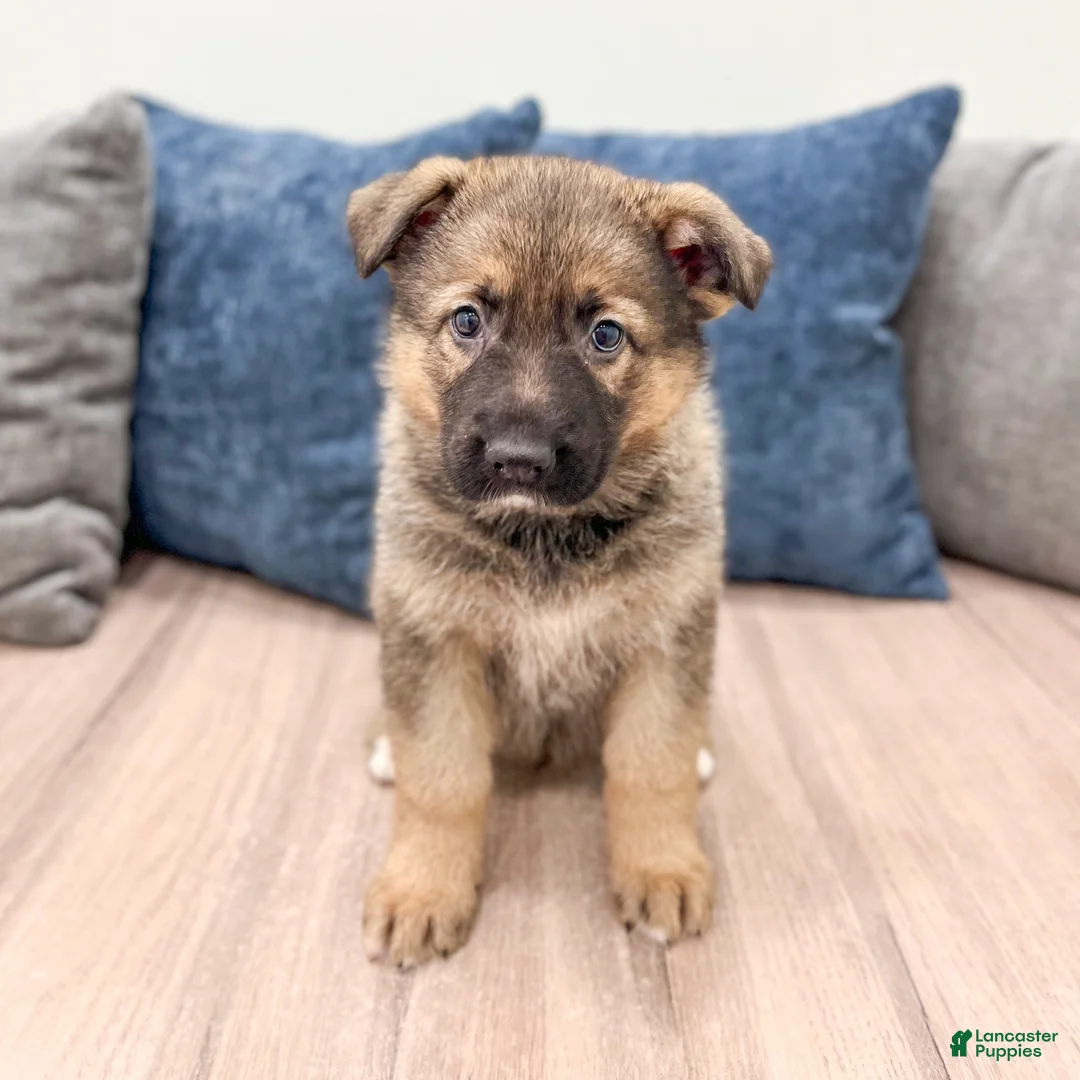 German Shepherd dogs for sale: Kermit - Ad 1