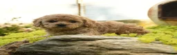 Toy Poodle dogs for sale: Dusty - Ad 3