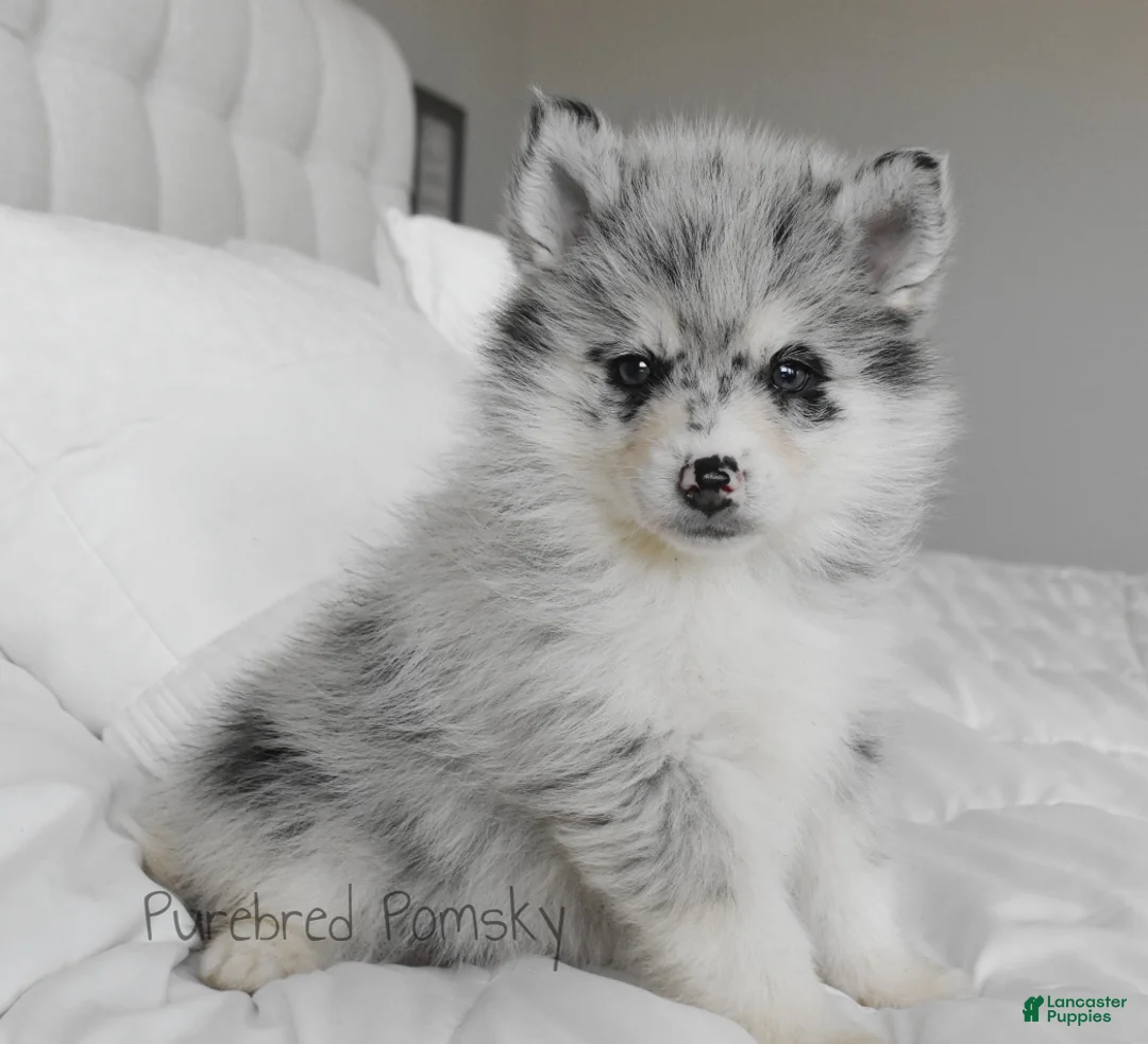 Pomsky dogs for sale: Skye Merle Pomsky - Ad 2