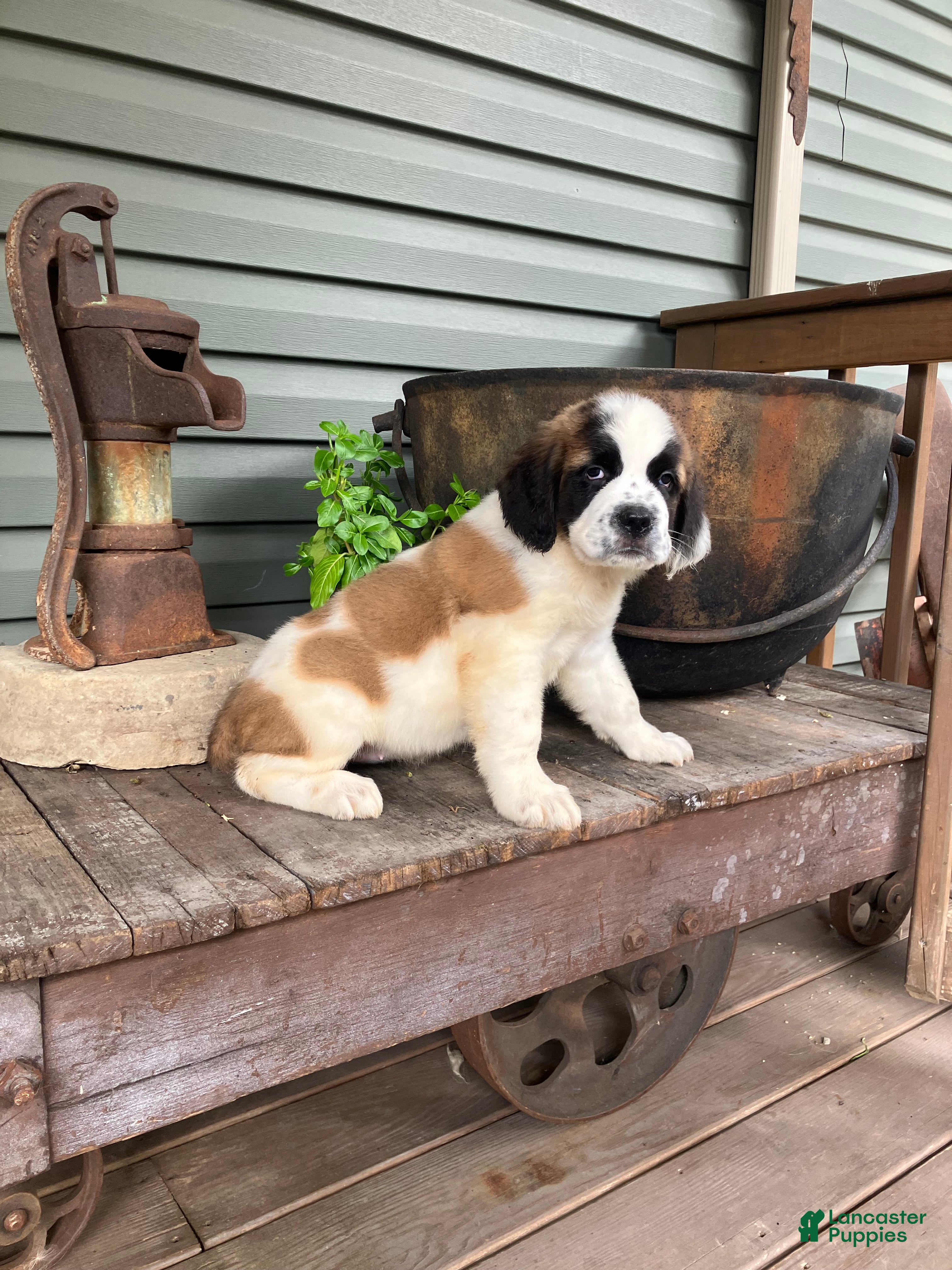 Saint Bernard dogs Saint Bernard 3 - Ad 1