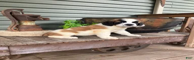 Saint Bernard 3