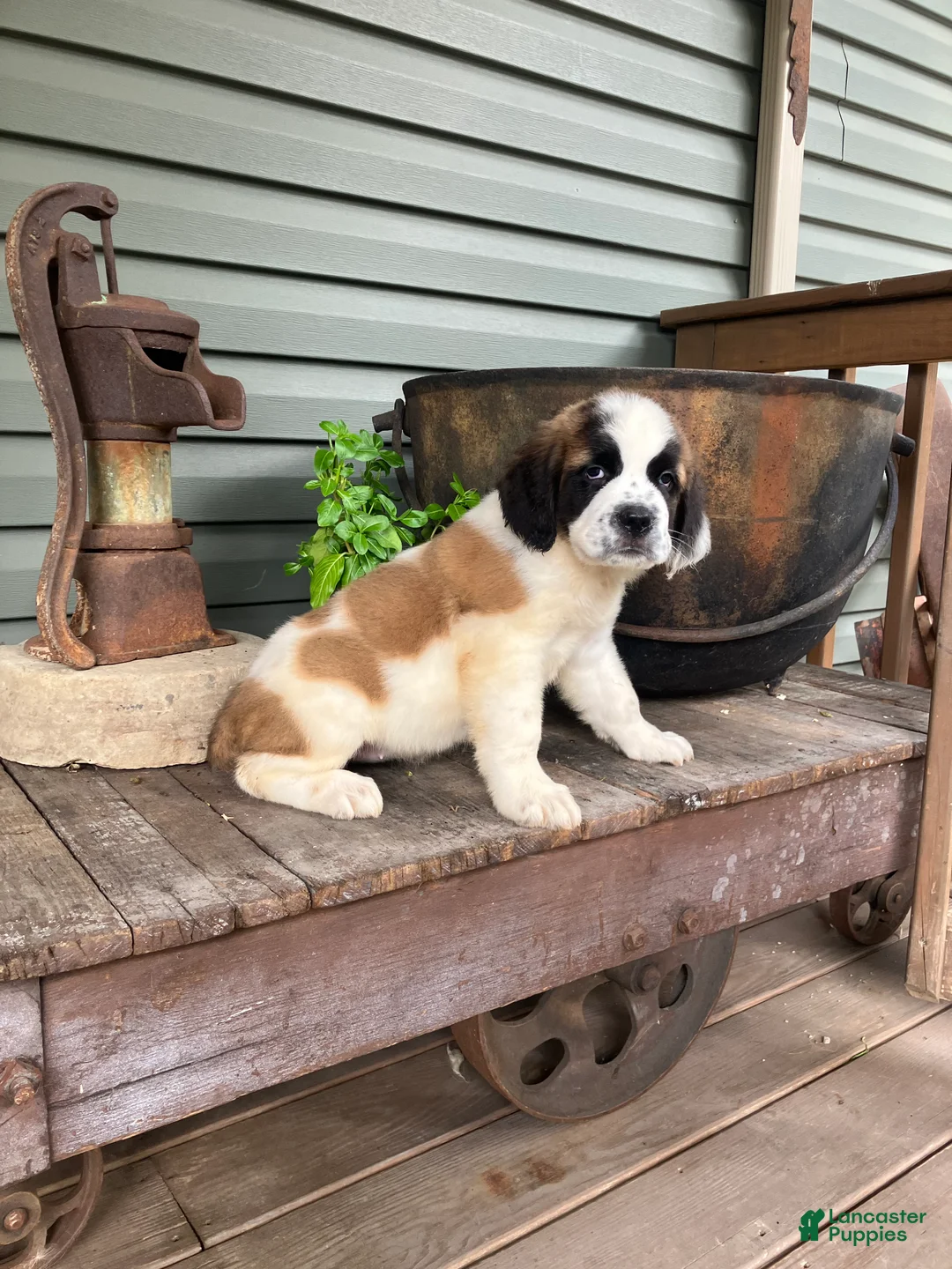 Saint Bernard dogs for sale: Saint Bernard 3 - Ad 1