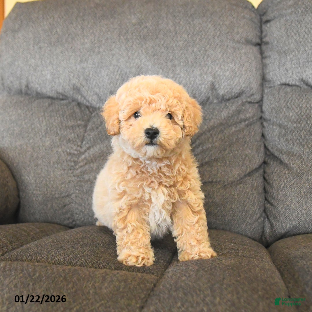 Bichpoo dogs for sale: Lester  - Ad 1