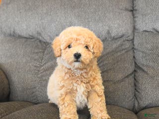 Bichpoo dogs Lester - Ad 1