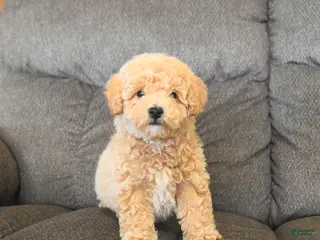 Bichpoo dogs Lester - Ad 28