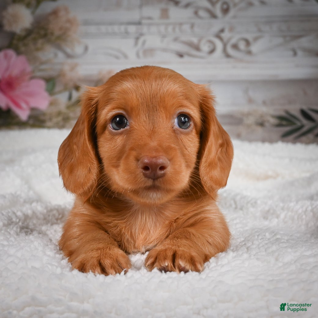 Miniature Dachshund dogs for sale: AKC-Bobby - Ad 6