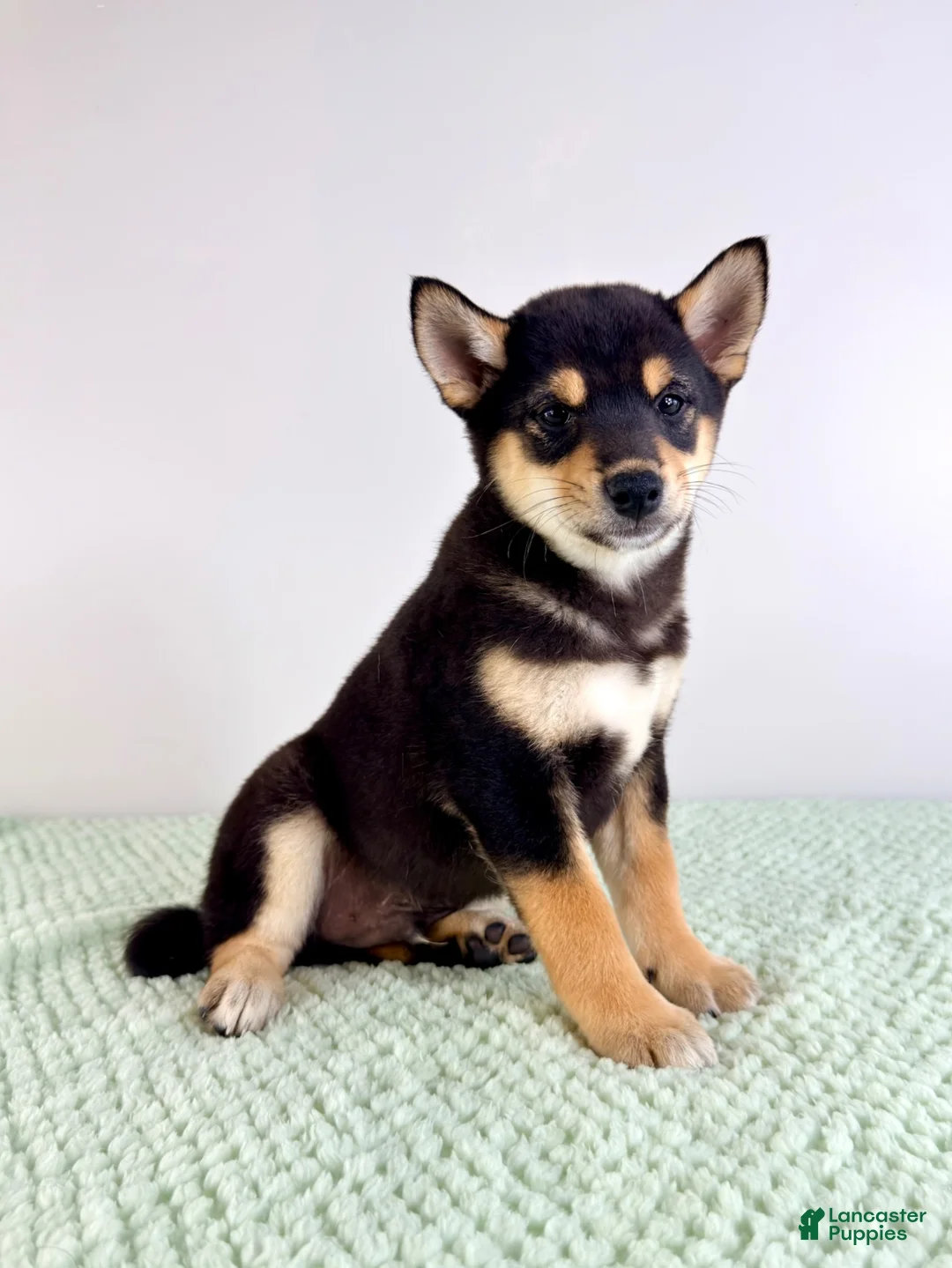Shiba Inu dogs for sale: AKC Mushu - Ad 1
