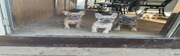 French Bulldog dogs for sale: French Bulldog Puppy 3 - Ad 2