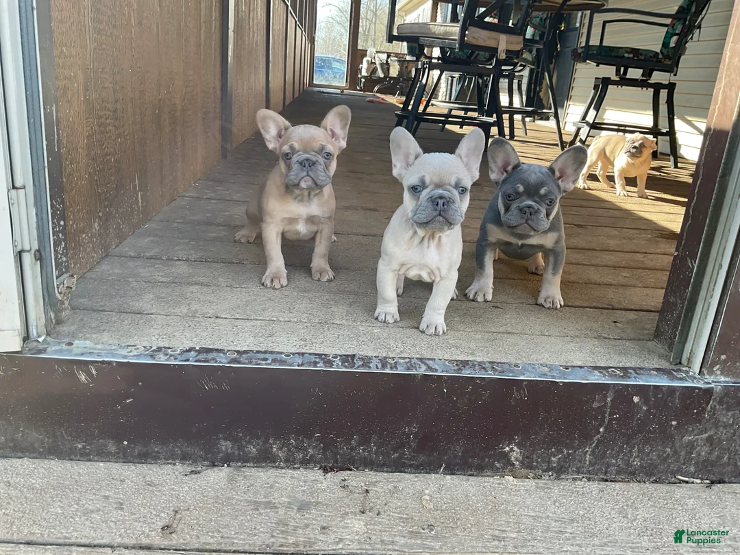 French Bulldog dogs for sale: French Bulldog Puppy 3 - Ad 2