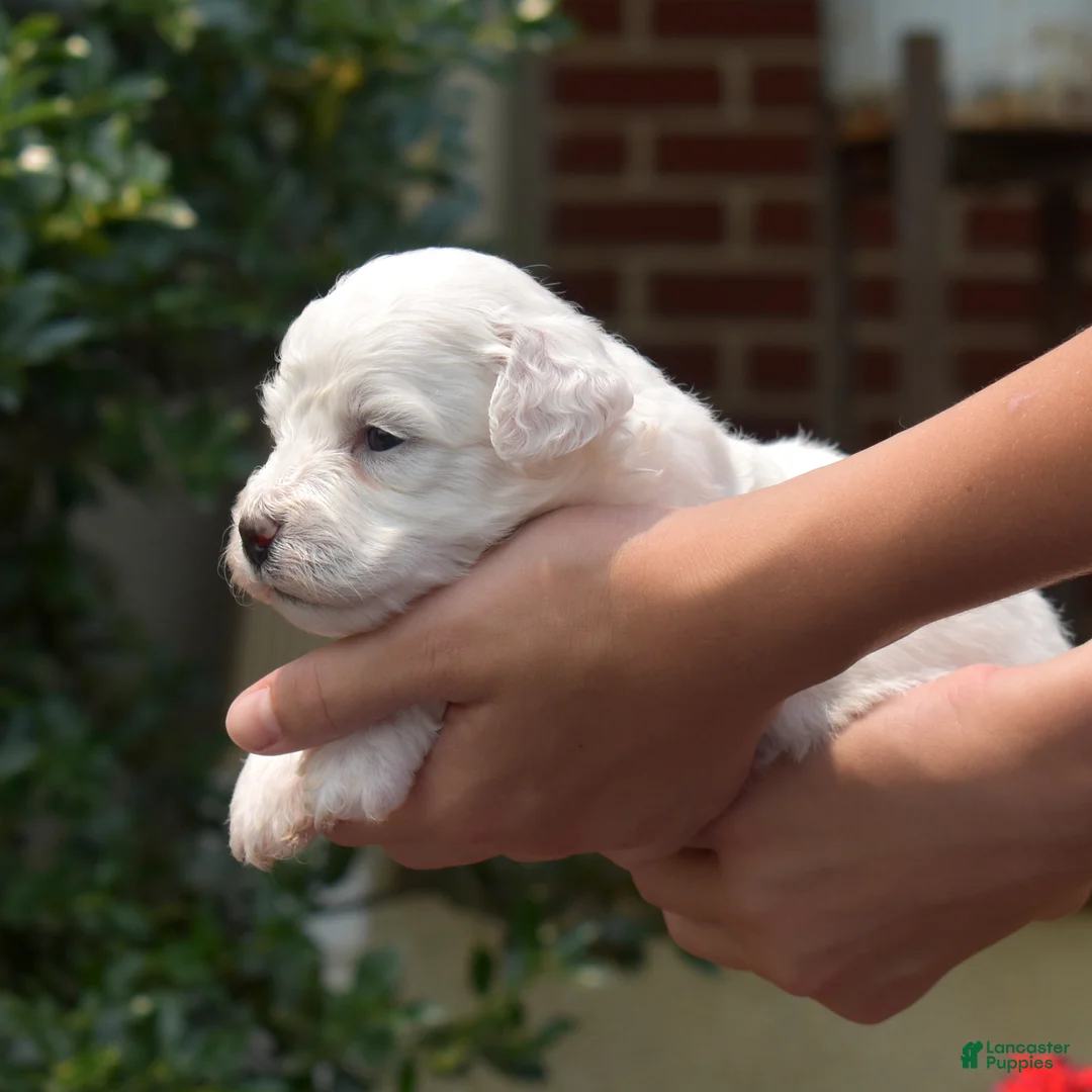 Bichon Frise dogs for sale: Boots - Ad 2