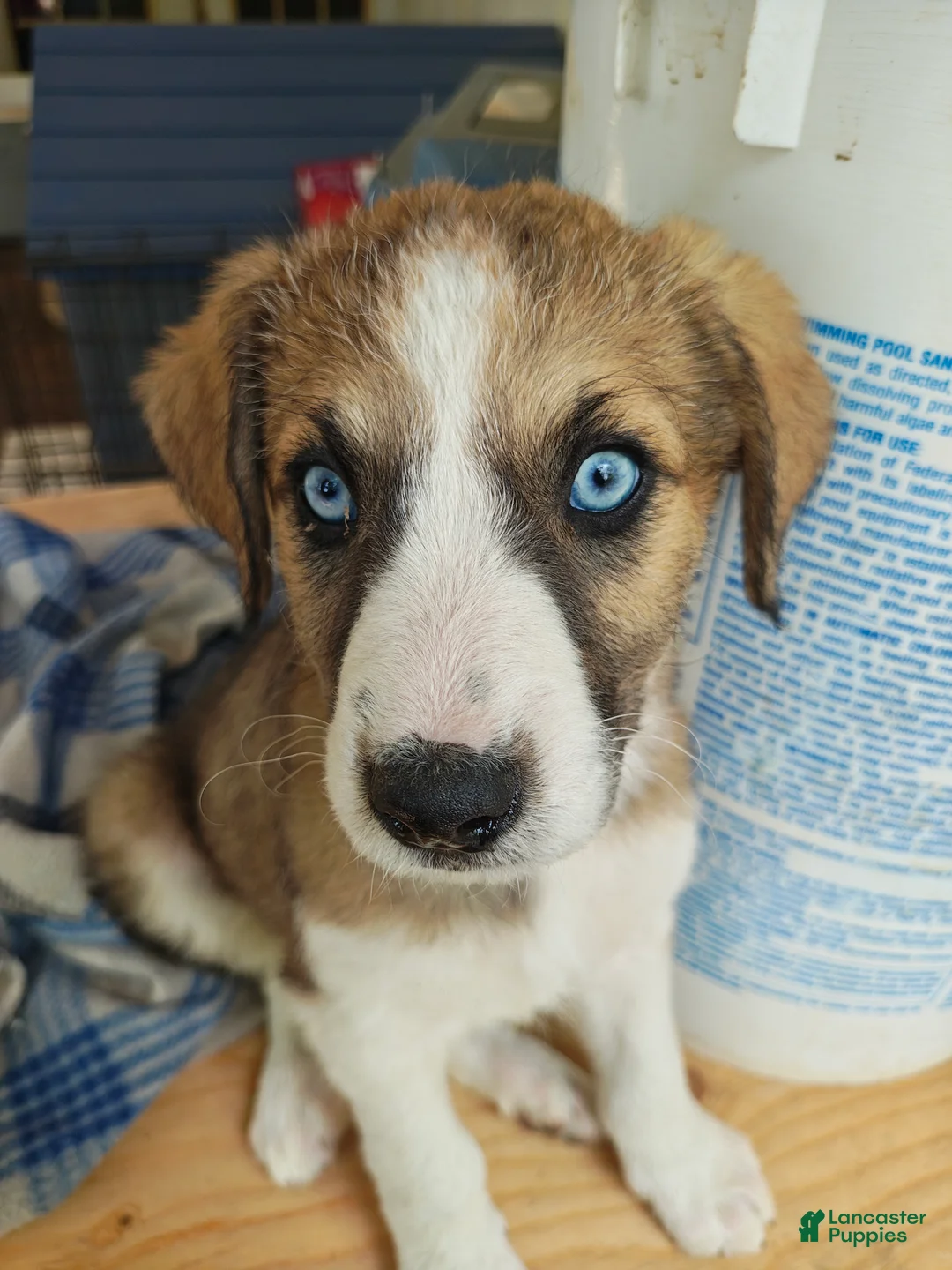 Mixed Breed dogs for sale: Daisy  - Ad 1