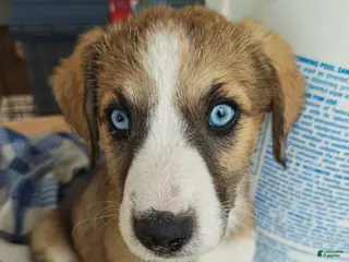 Mixed Breed dogs Daisy - Ad 11