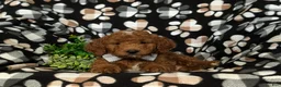 Mini Goldendoodle dogs for sale: Bailey Hypoallergenic - Ad 6