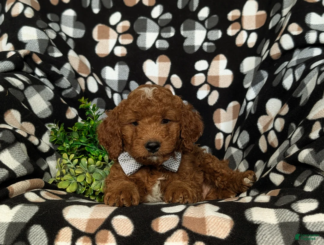 Mini Goldendoodle dogs for sale: Bailey Hypoallergenic - Ad 6