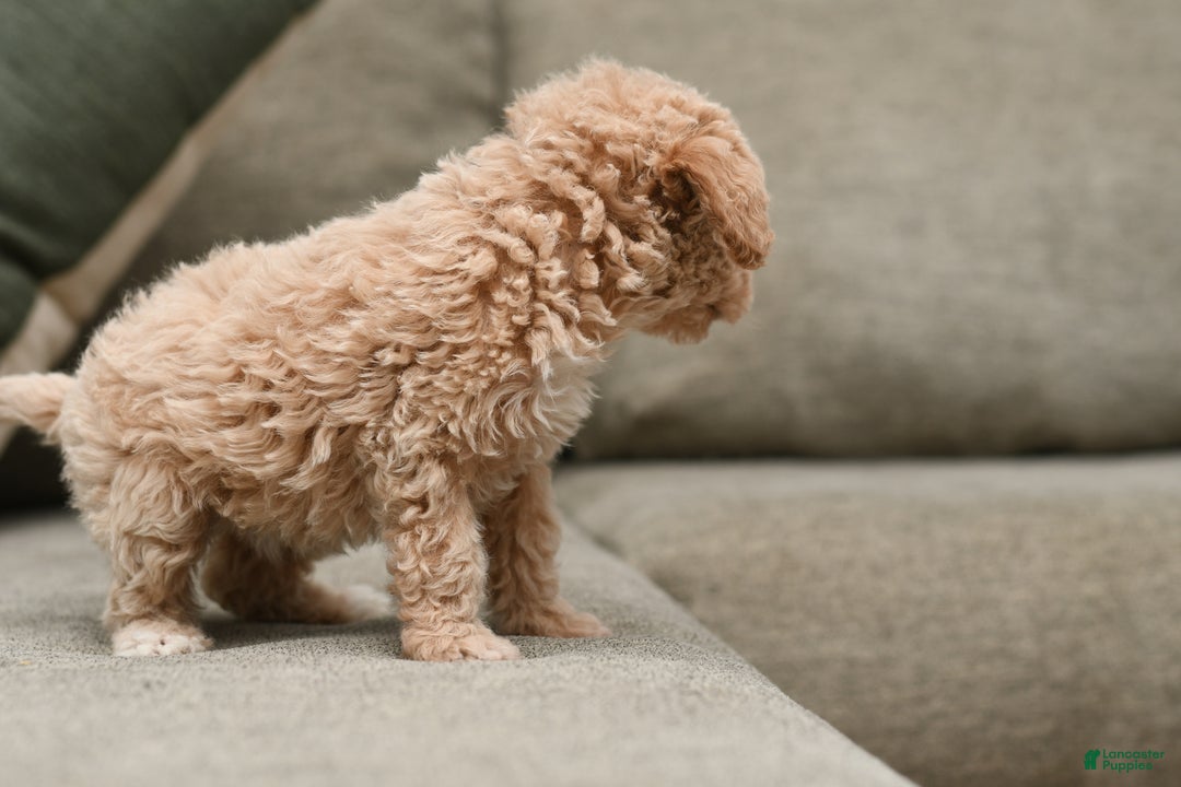 Bichpoo dogs for sale: Sasha - Ad 5