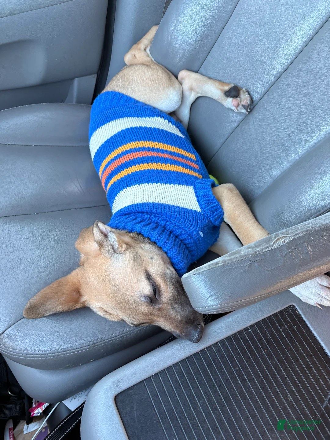 Mixed Breed dogs for sale: Pickle  - Ad 5