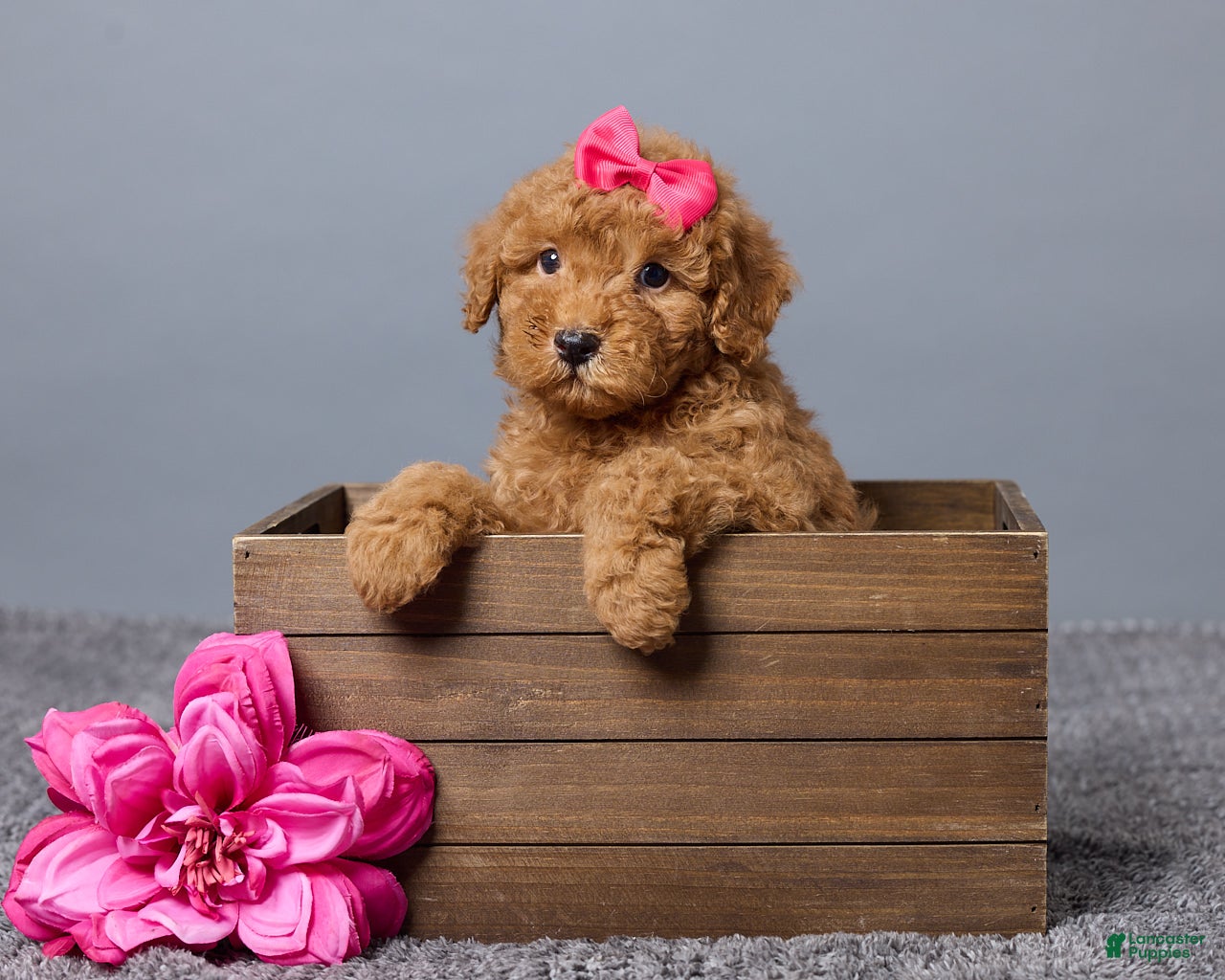 Miniature Poodle dogs for sale: Remi - Ad 1