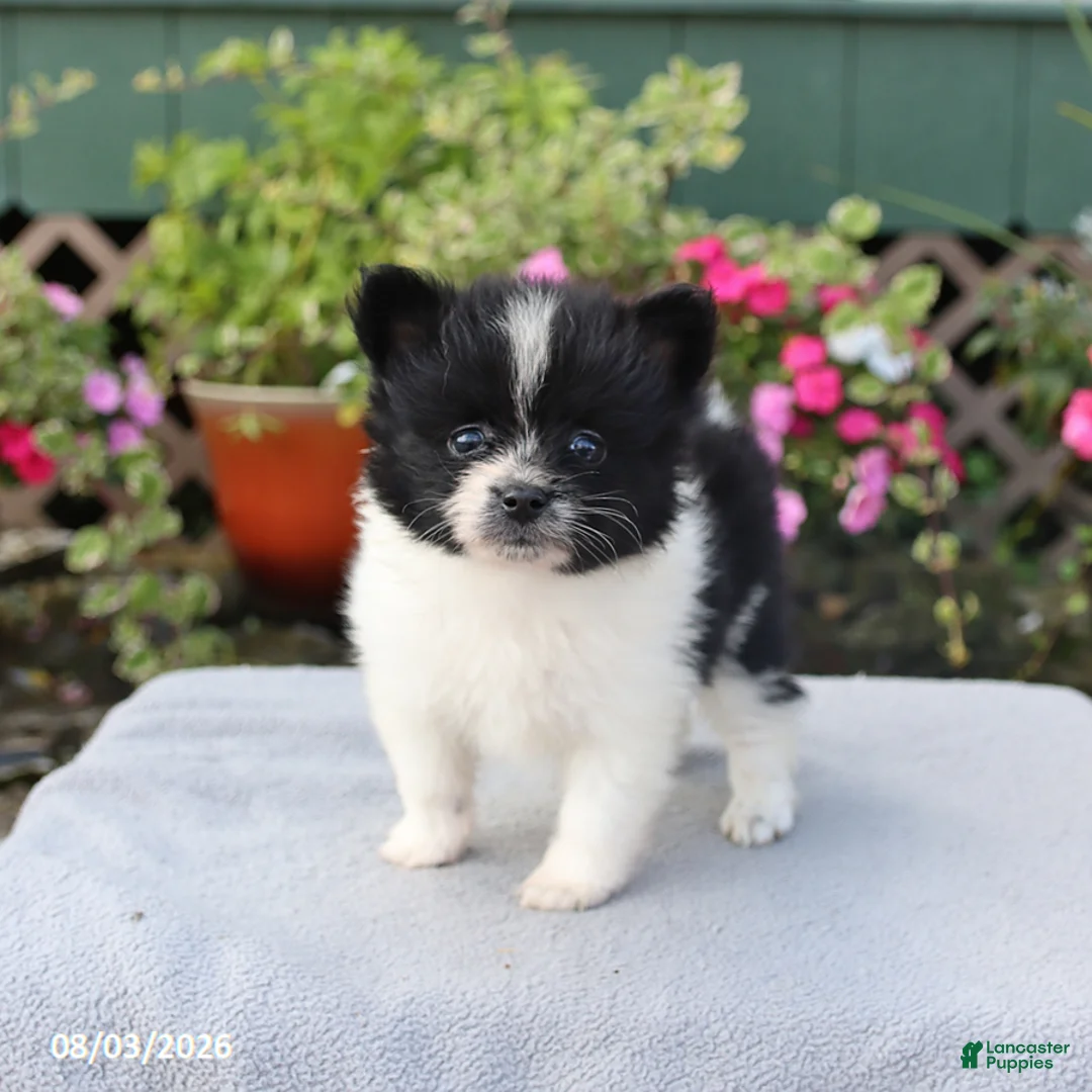 Pomeranian dogs for sale: Cupcake - Ad 1