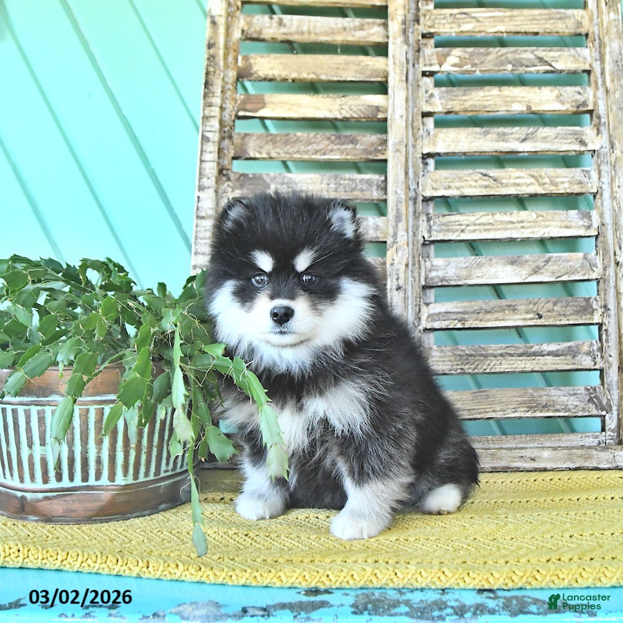 Pomsky dogs Lexi  - Ad 2