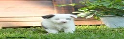 Miniature Australian Shepherd dogs for sale: Gerald - Ad 1