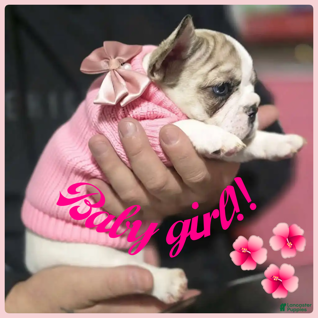 French Bulldog dogs French Bulldog Puppy 3 - Ad 23