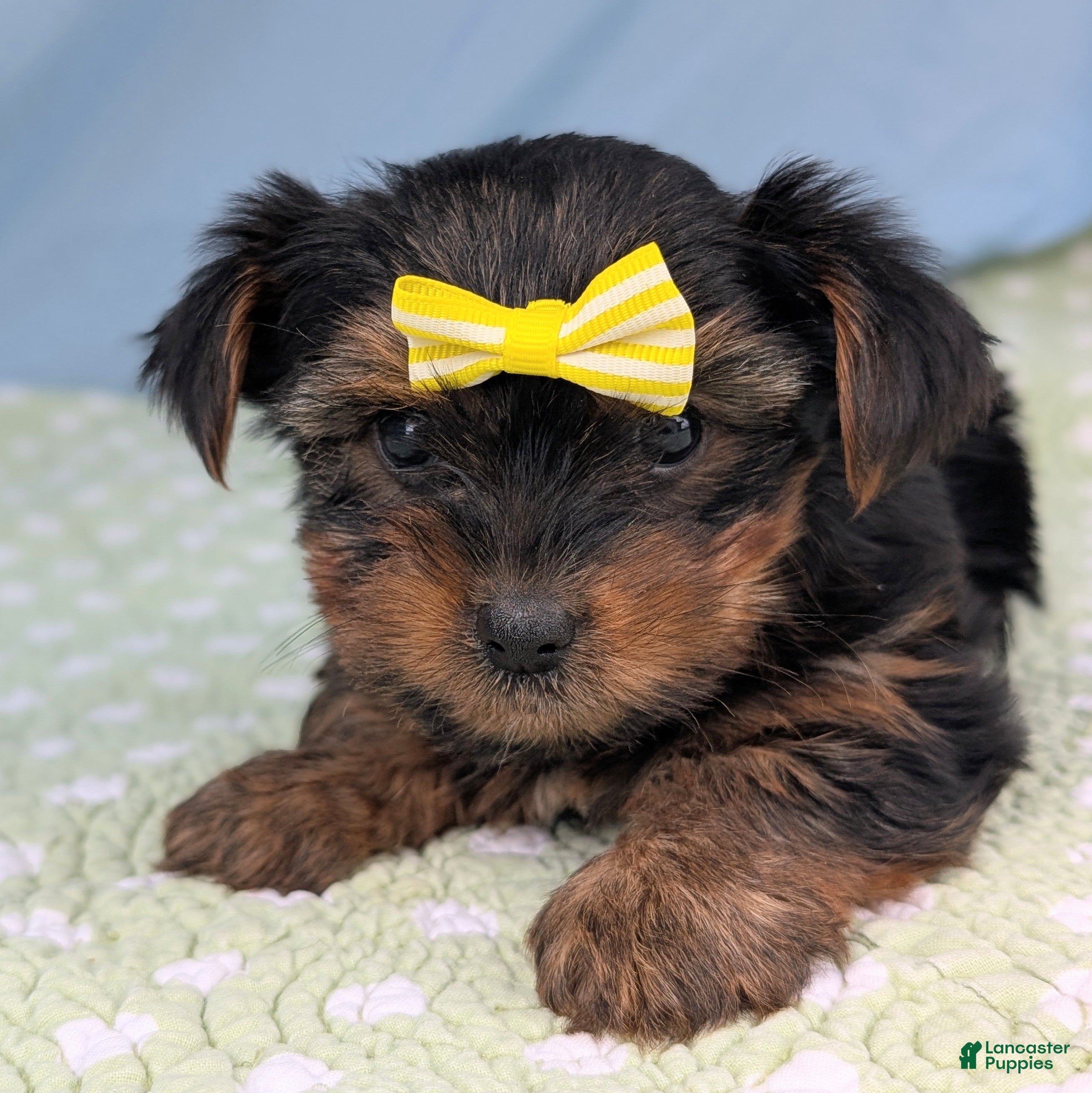 Yorkshire Terrier dogs Blackberry - Ad 1