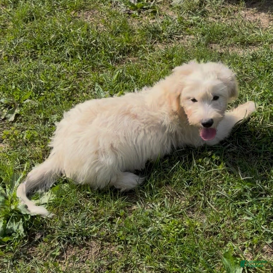 Mini Goldendoodle dogs Kristoff - Ad 2