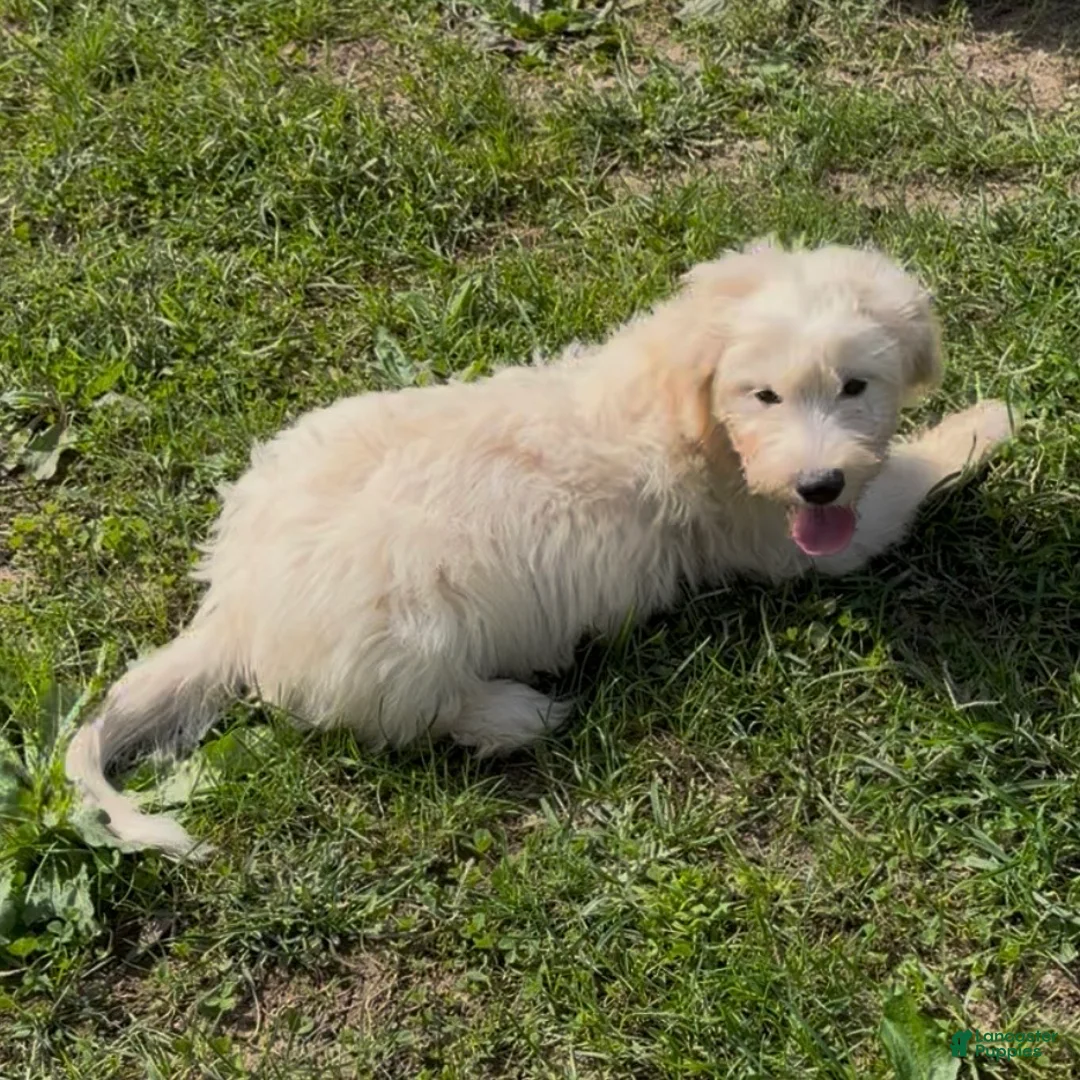 Mini Goldendoodle dogs for sale: Kristoff - Ad 2
