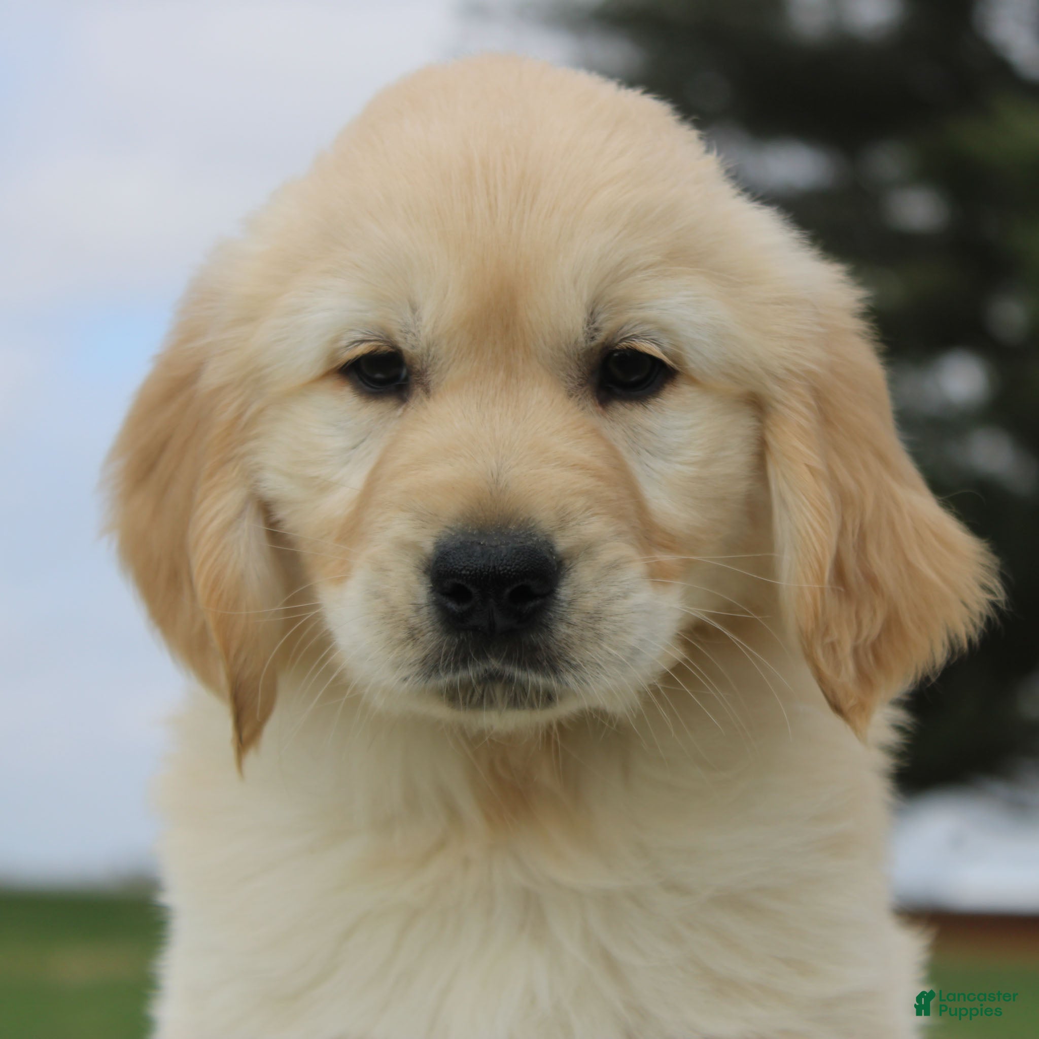 Golden Retriever dogs Nolan the TRAINED Golden Retriever Puppy  - Ad 1