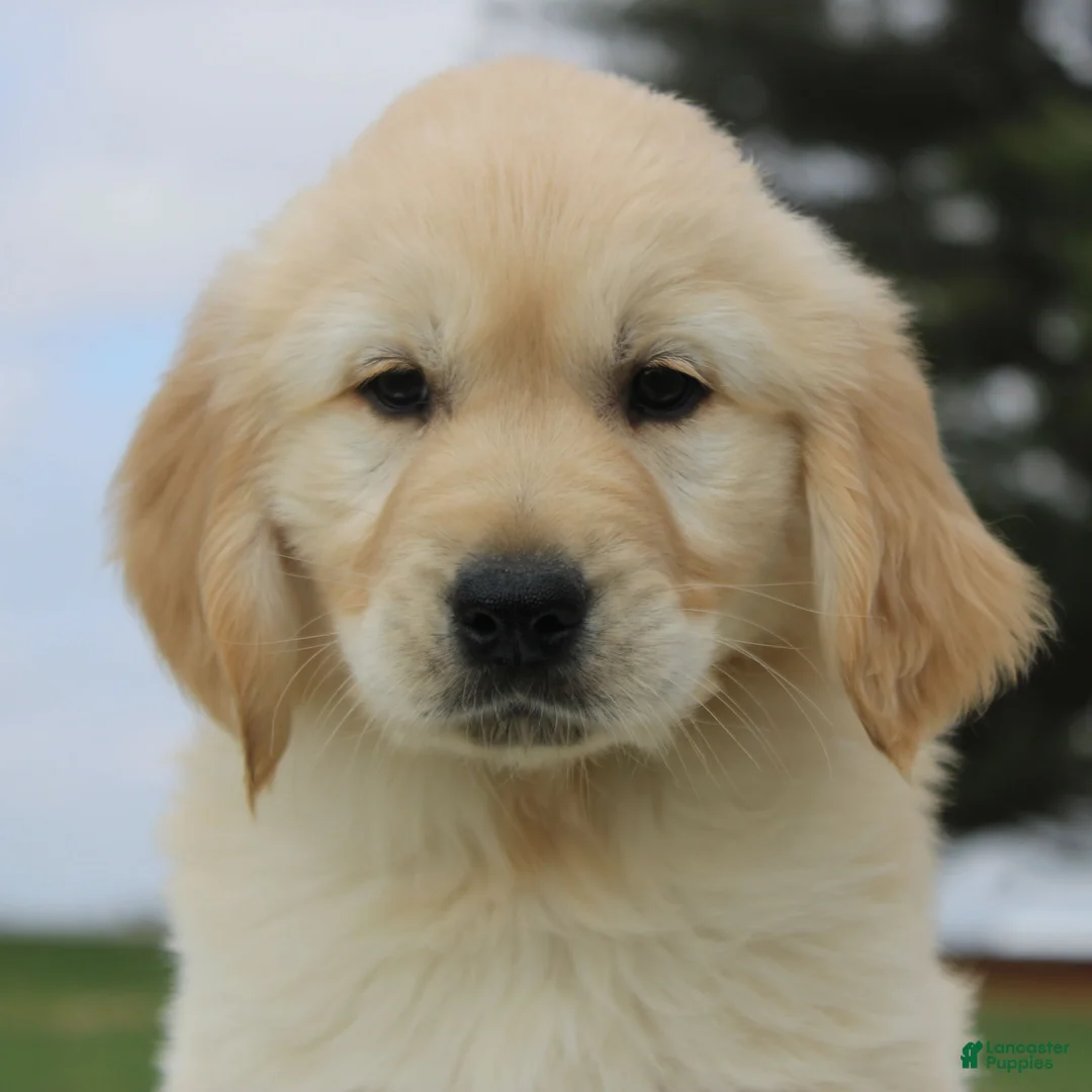 Golden Retriever dogs for sale: Nolan the TRAINED Golden Retriever Puppy  - Ad 1